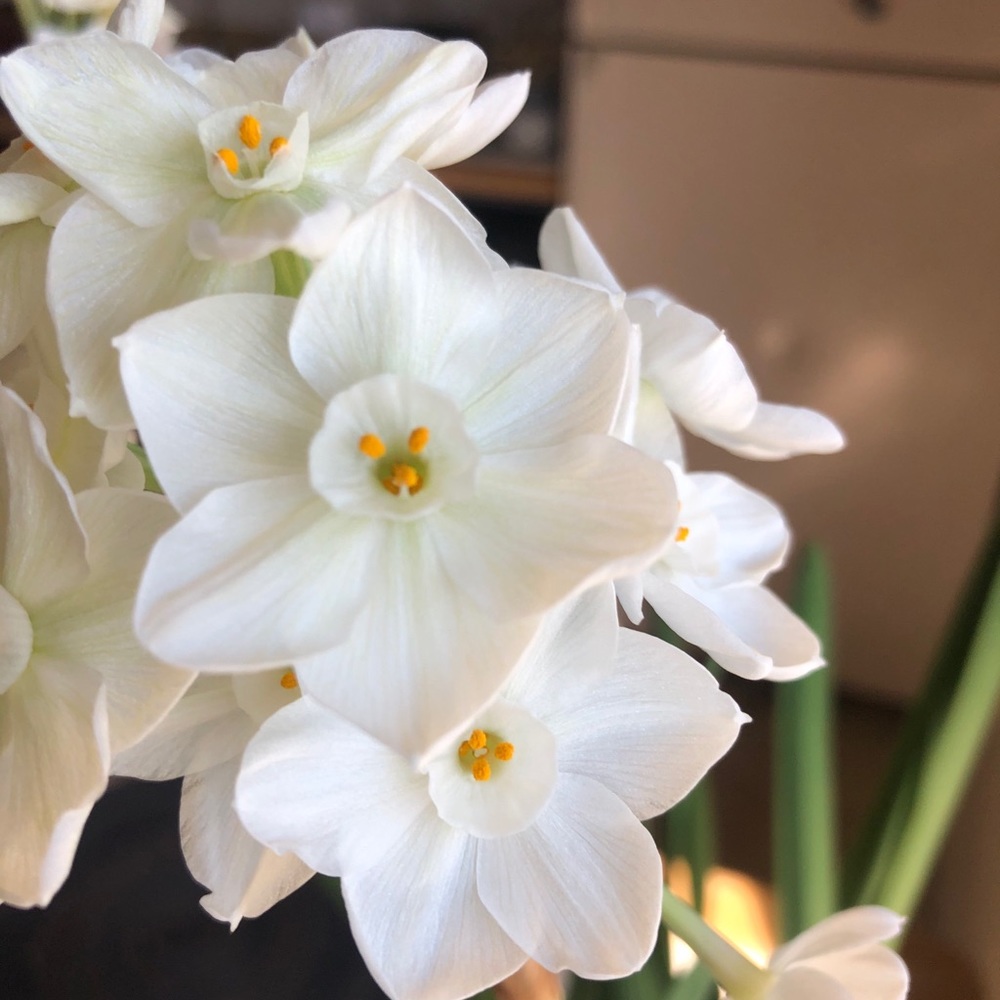 Meet your Posher, Victoria